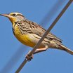 Western Meadowlark
